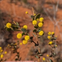 Acacia brachybotrya at Euabalong, NSW - 9 Sep 2023