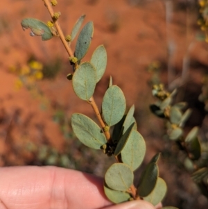 Acacia brachybotrya at Euabalong, NSW - 9 Sep 2023