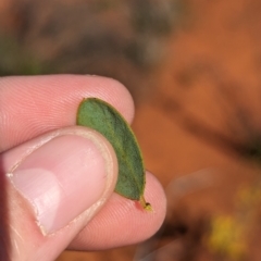 Acacia brachybotrya at Euabalong, NSW - 9 Sep 2023