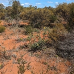 Acacia brachybotrya at Euabalong, NSW - 9 Sep 2023