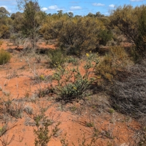 Acacia brachybotrya at Euabalong, NSW - 9 Sep 2023