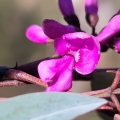 Indigofera australis subsp. australis (Australian Indigo) at O'Connor, ACT - 13 Sep 2023 by trevorpreston