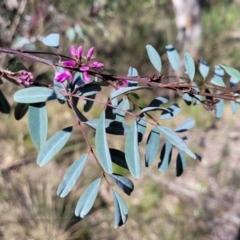 Indigofera australis subsp. australis at O'Connor, ACT - 13 Sep 2023