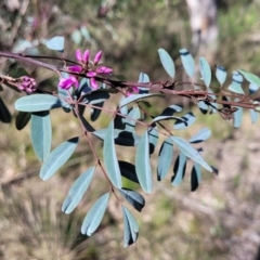 Indigofera australis subsp. australis at O'Connor, ACT - 13 Sep 2023 12:49 PM