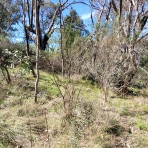 Indigofera australis subsp. australis at O'Connor, ACT - 13 Sep 2023