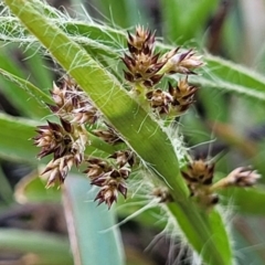 Luzula sp. (Woodrush) at Banksia Street Wetland Corridor - 13 Sep 2023 by trevorpreston