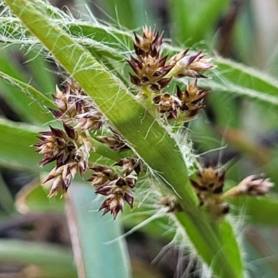 Luzula sp. (Woodrush) at O'Connor, ACT - 13 Sep 2023 by trevorpreston