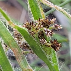 Luzula sp. at O'Connor, ACT - 13 Sep 2023 12:47 PM