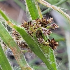 Luzula sp. at O'Connor, ACT - 13 Sep 2023 12:47 PM