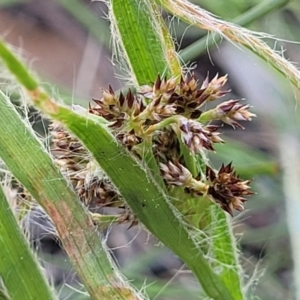 Luzula sp. at O'Connor, ACT - 13 Sep 2023 12:47 PM