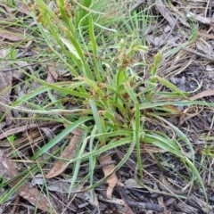 Luzula sp. at O'Connor, ACT - 13 Sep 2023 12:47 PM