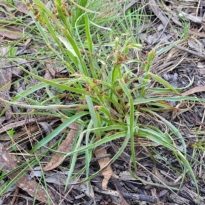 Luzula sp. at O'Connor, ACT - 13 Sep 2023 12:47 PM