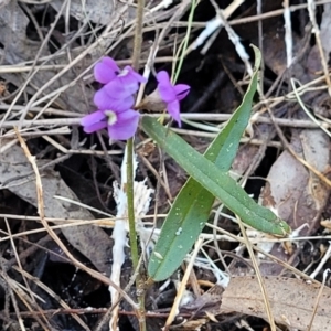 Hovea heterophylla at O'Connor, ACT - 13 Sep 2023