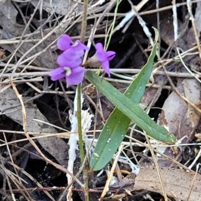 Hovea heterophylla (Common Hovea) at Banksia Street Wetland Corridor - 13 Sep 2023 by trevorpreston