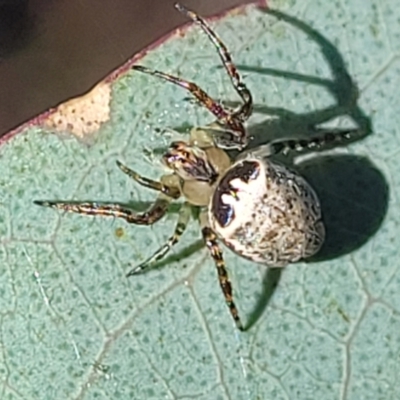 Araneus dimidiatus (Half Orb-weaver) at O'Connor, ACT - 13 Sep 2023 by trevorpreston