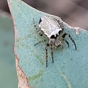 Araneus dimidiatus at O'Connor, ACT - 13 Sep 2023