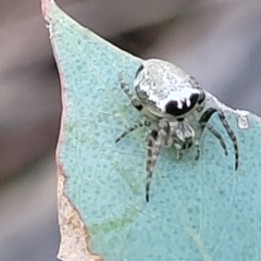 Araneus dimidiatus at O'Connor, ACT - 13 Sep 2023