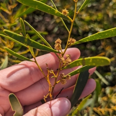 Acacia hakeoides (Hakea Wattle) at Round Hill Nature Reserve - 9 Sep 2023 by Darcy