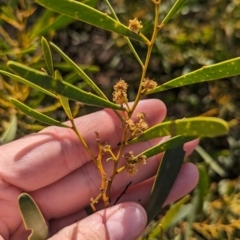 Acacia hakeoides (Hakea Wattle) at Euabalong, NSW - 9 Sep 2023 by Darcy