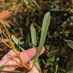 Acacia hakeoides at Euabalong, NSW - 9 Sep 2023