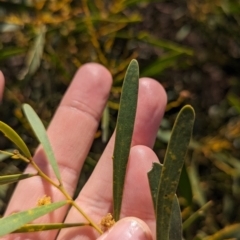 Acacia hakeoides at Euabalong, NSW - 9 Sep 2023