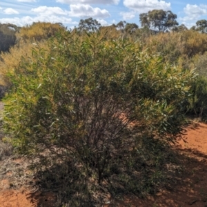 Acacia hakeoides at Euabalong, NSW - 9 Sep 2023