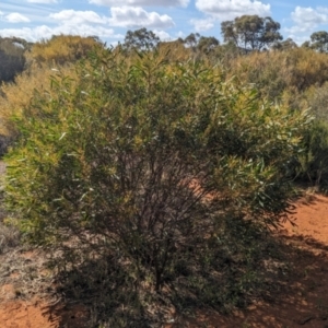 Acacia hakeoides at Euabalong, NSW - 9 Sep 2023 11:03 AM