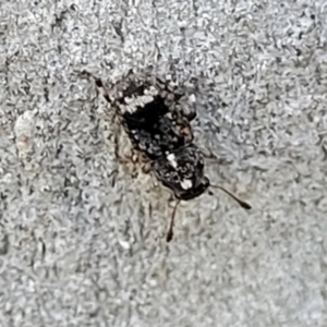 Anthribidae sp. (family) at O'Connor, ACT - 13 Sep 2023 12:43 PM