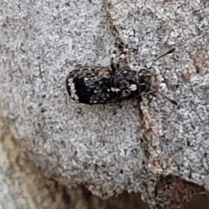 Anthribidae sp. (family) at O'Connor, ACT - 13 Sep 2023 12:43 PM