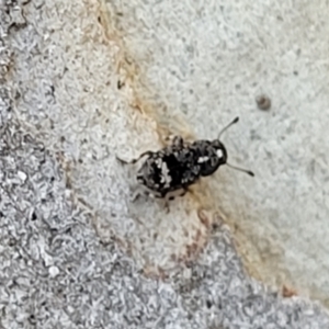 Anthribidae sp. (family) at O'Connor, ACT - 13 Sep 2023 12:43 PM