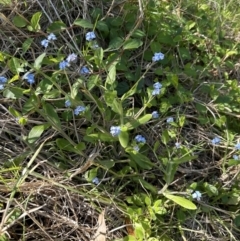 Myosotis sylvatica at suppressed - 13 Sep 2023