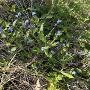 Myosotis sylvatica at Kangaroo Valley, NSW - suppressed