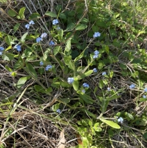 Myosotis sylvatica at suppressed - 13 Sep 2023