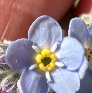 Myosotis sylvatica at Kangaroo Valley, NSW - suppressed