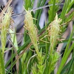 Carex breviculmis at O'Connor, ACT - 13 Sep 2023