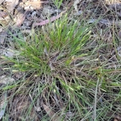 Carex breviculmis at O'Connor, ACT - 13 Sep 2023