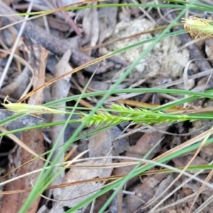 Carex breviculmis at O'Connor, ACT - 13 Sep 2023