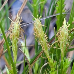 Carex breviculmis at O'Connor, ACT - 13 Sep 2023