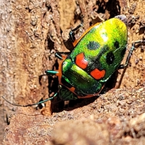 Scutiphora pedicellata at O'Connor, ACT - 13 Sep 2023