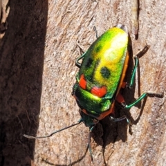 Scutiphora pedicellata at O'Connor, ACT - 13 Sep 2023