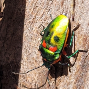 Scutiphora pedicellata at O'Connor, ACT - 13 Sep 2023