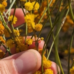 Acacia rigens (Needle Wattle) at Round Hill Nature Reserve - 9 Sep 2023 by Darcy