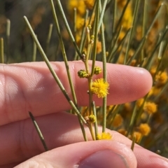 Acacia rigens at Euabalong, NSW - 9 Sep 2023