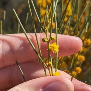 Acacia rigens at Euabalong, NSW - 9 Sep 2023 11:08 AM