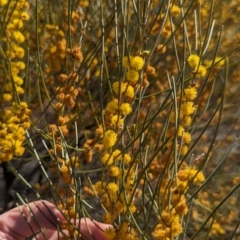 Acacia rigens at Euabalong, NSW - 9 Sep 2023 11:08 AM