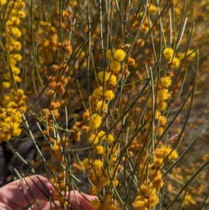 Acacia rigens at Euabalong, NSW - 9 Sep 2023