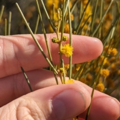 Acacia rigens at Euabalong, NSW - 9 Sep 2023