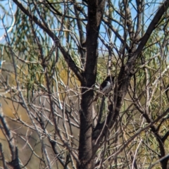 Sugomel nigrum (Black Honeyeater) at Round Hill Nature Reserve - 9 Sep 2023 by Darcy