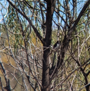 Sugomel nigrum at Euabalong, NSW - 9 Sep 2023 11:10 AM