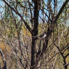 Sugomel nigrum at Euabalong, NSW - 9 Sep 2023